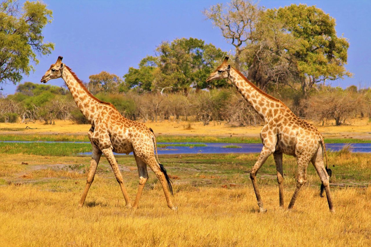 Okavango Delta & Chobe